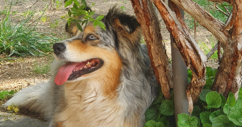 andy pet sitter à LA SEYNE SUR MER 83500_3