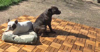 marie pet sitter à BOURBON LANCY 71140_1