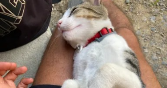 antoine pet sitter à QUINTIN 22800_1