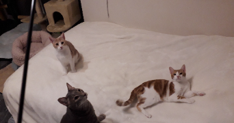 andréa pet sitter à SAUMUR 49400_19