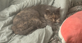 inès pet sitter à ORSAY 91400_1