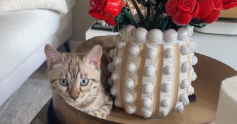 justine pet sitter à CHAMBOURCY 78240_5