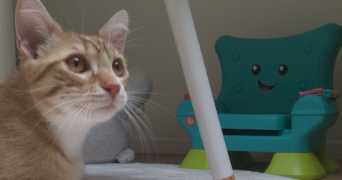 sandy pet sitter à L ETANG LA VILLE 78620_7