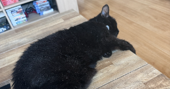 deborah pet sitter à DUNKERQUE 59140_3