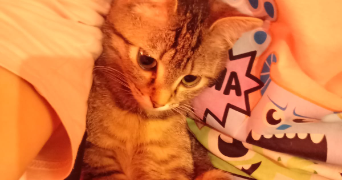 elisabeth pet sitter à LOVAGNY 74330_2
