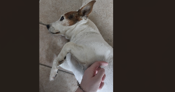 adrinée pet sitter à MEUDON 92360_0