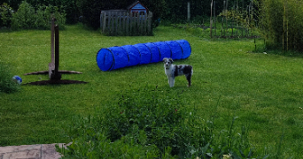 cassandre pet sitter à CHATELAILLON PLAGE 17340_4