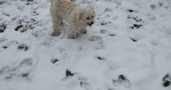 claudine jacqueline pet sitter à RIMBACH PRES GUEBWILLER 68500_1