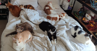 jennifer pet sitter à MAUREPAS 78310_2