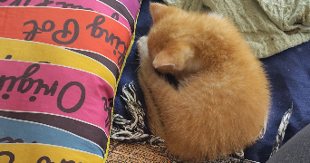 lili pet sitter à Vitrolles 13127_4