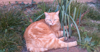 gwladys pet sitter à AUSSONNE 31840_4