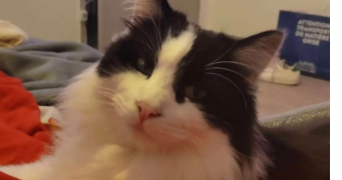 hanna pet sitter à SERVIAN 34290_0