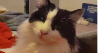 hanna pet sitter à SERVIAN 34290