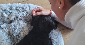myriam pet sitter à BEZIERS 34500_2