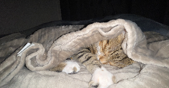 gözde pet sitter à VERNOUILLET 78540