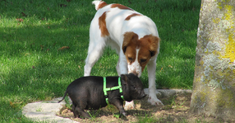 ombline pet sitter à ST MARTIN LA PALLU 86170_3