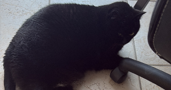 pauline pet sitter à VIRE NORMANDIE 14500_3