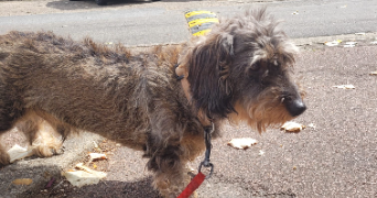 ana pet sitter à VERSAILLES 78000_3