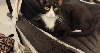 christelle pet sitter à MONISTROL SUR LOIRE 43120_0