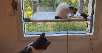 mélanie pet sitter à CHANTEPIE 35135_2