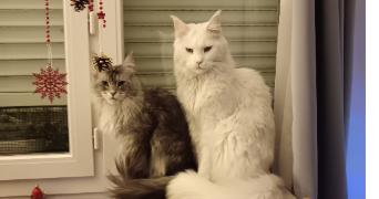 ana paula cat sitter à BEZONS 95870_8