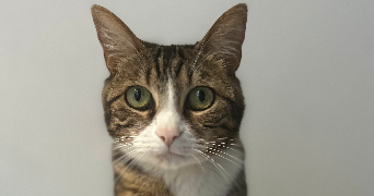 mathilde pet sitter à FRONTON 31620_7