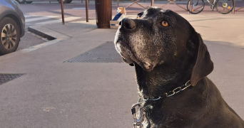 ana pet sitter à VERSAILLES 78000_4