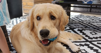 angelique pet sitter à ST MAURICE DE GOURDANS 01800_1