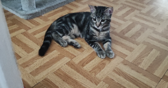 manon pet sitter à AGEN 47000_1