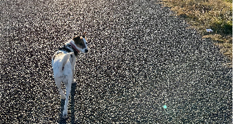 audrey pet sitter à Paris 75015_5