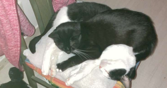 lee pet sitter à RIXHEIM 68170_1