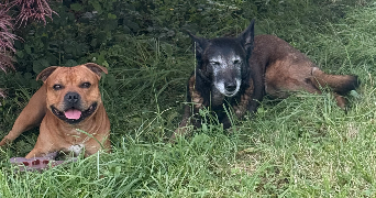 alexandre dog sitter à CHAUMES EN BRIE 77390_5
