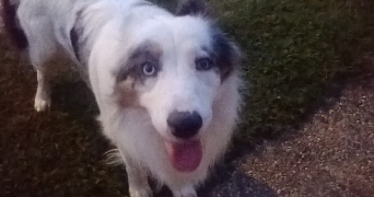 solène pet sitter à GRENOBLE 38100_3