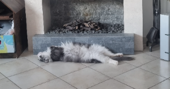 marie pet sitter à Le Cannet-des-Maures 83340_2