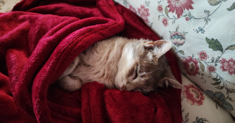 charlotte pet sitter à TARBES 65000_2