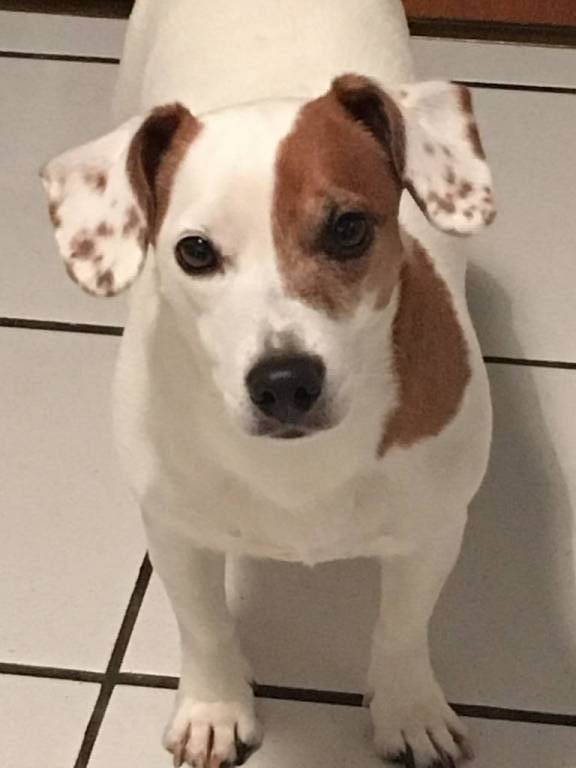 vanessa pet sitter à METZ 57000_0