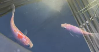 kéa pet sitter à SCIEZ 74140