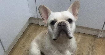 maurine pet sitter à MONTMIRAIL 51210