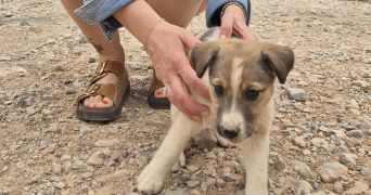 cyrielle pet sitter à CESSY 01170_2