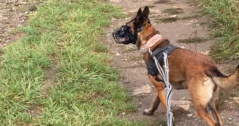 mathilde pet sitter à NANCY 54000_2