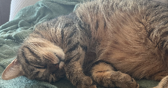 sarah pet sitter à ST OUEN SUR SEINE 93400_1