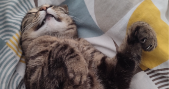 valentin pet sitter à TOULON 83100_1