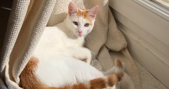 océane pet sitter à RENNES 35000_1