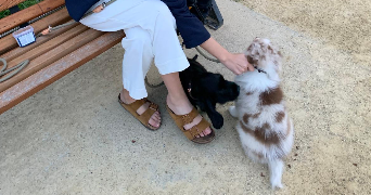 chloé pet sitter à ST NAZAIRE 44600_1