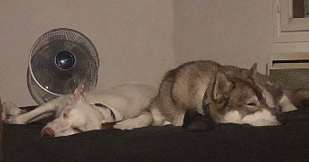 noémie pet sitter à TOULOUSE 31200_3