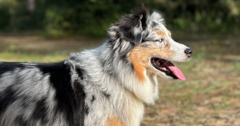 marine dog sitter à Saint Hilaire de Riez 85270_2