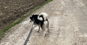 jeanne pet sitter à FERE CHAMPENOISE 51230_1