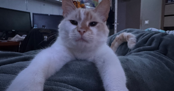 gwendoline pet sitter à PESSAC 33600_3