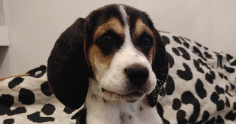 charlotte pet sitter à TRELISSAC 24750_2