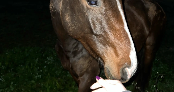 marie pet sitter à PARIS 18 75018_3